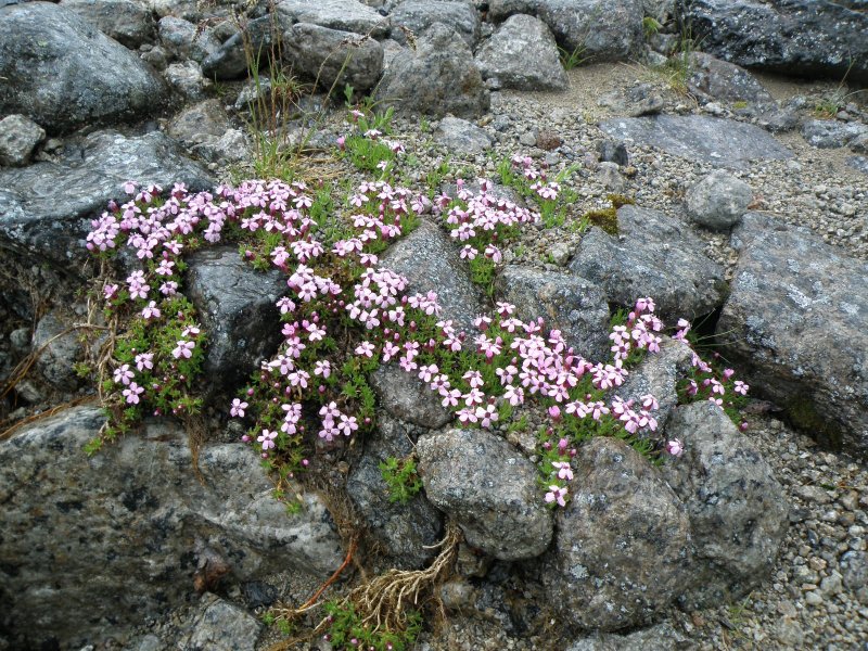 Смолевка Silene acaulis