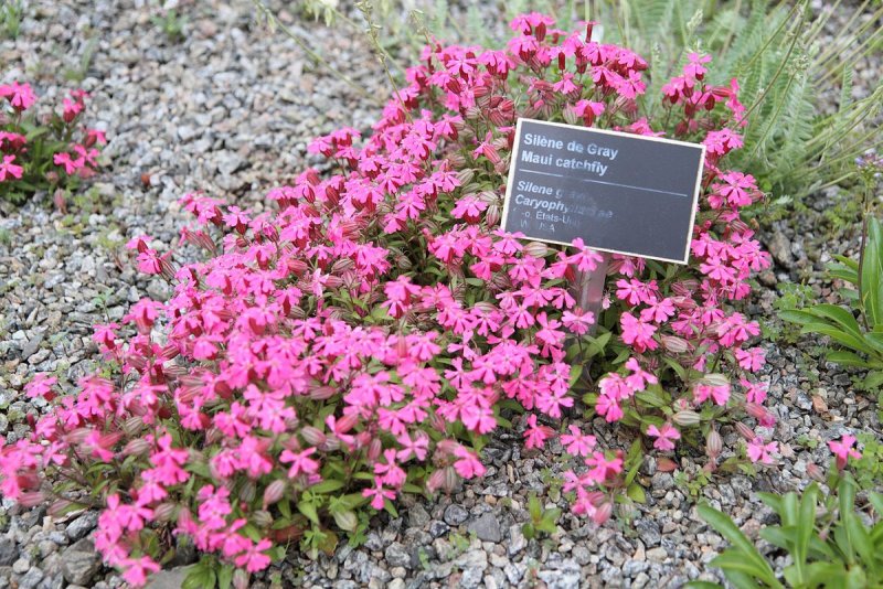 Смолёвка виргинская. Silene_virginica..