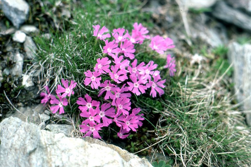 Смолевка Гельманна — Silene hellimanriii