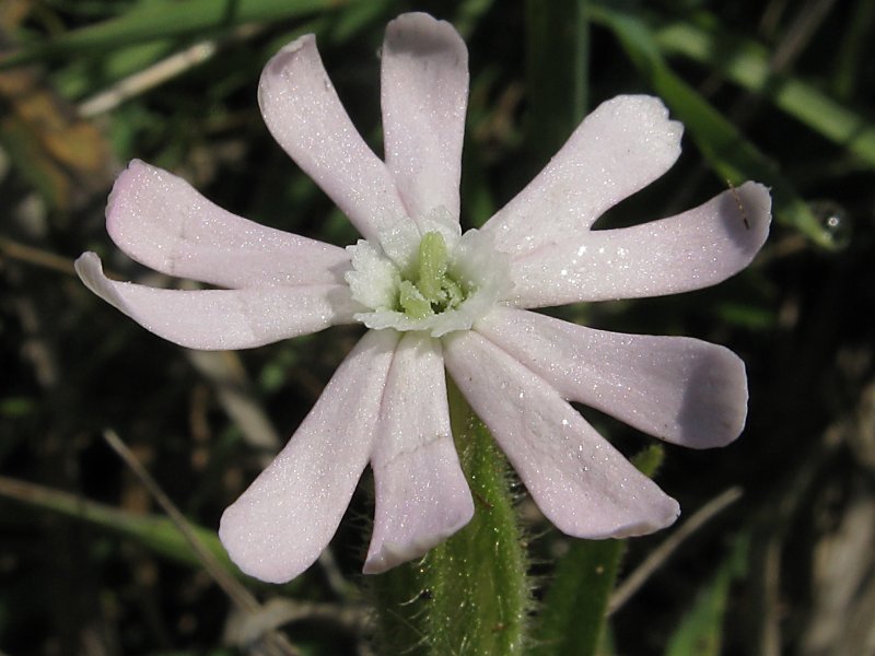 Silene Saxifraga