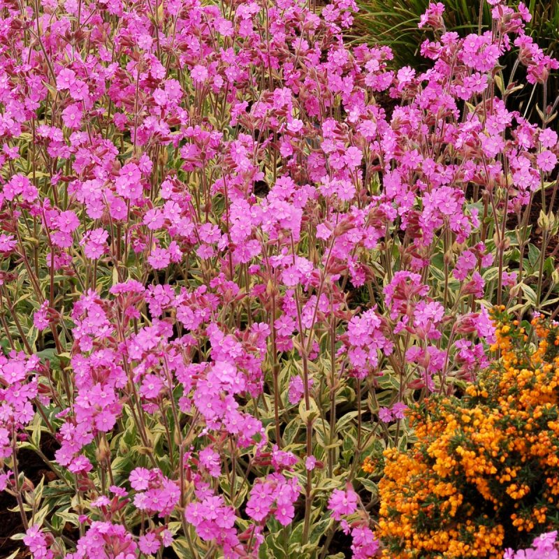 Смолевка одноцветковая Silene uniflora