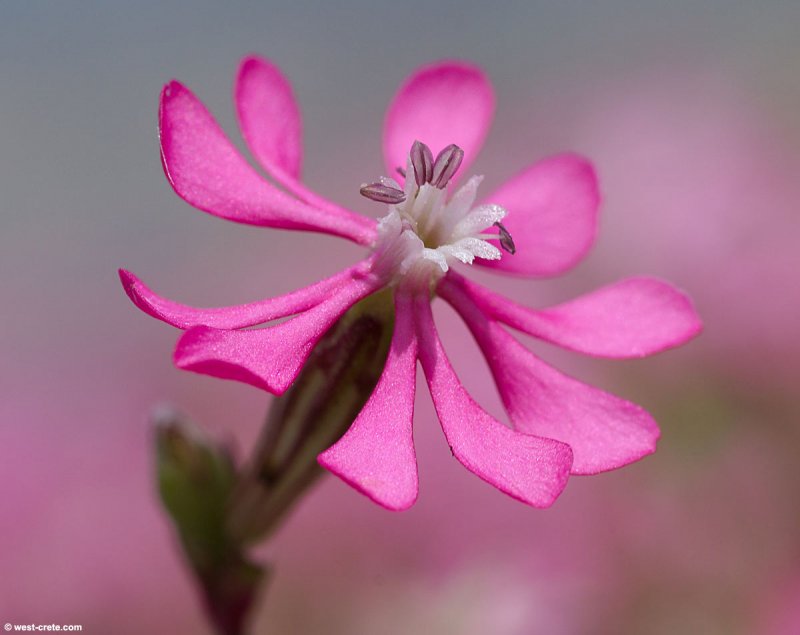 Смолевка широколистная (Silene latifolia).