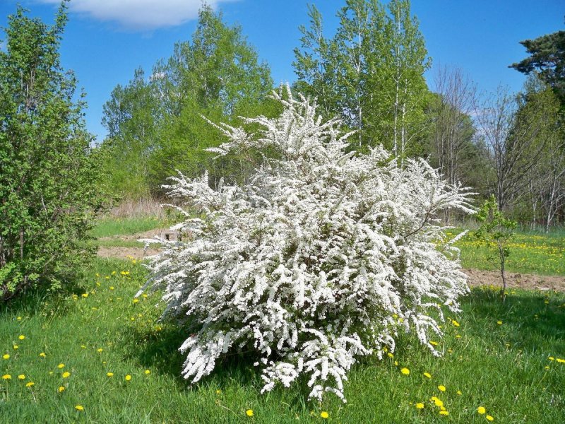 Спирея серая Grefsheim