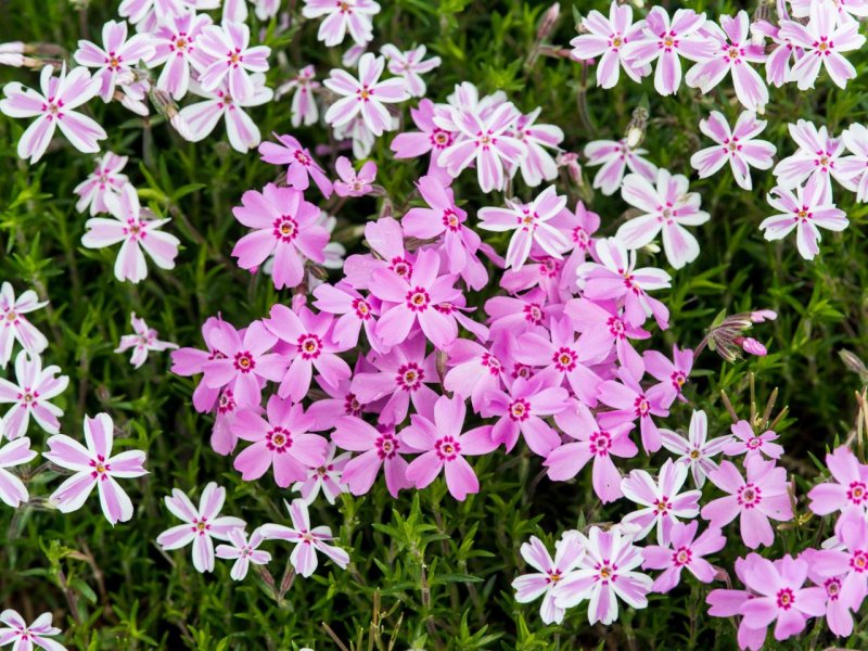 Смолевка Альпийская Альба(Silene Alpestre Alba).