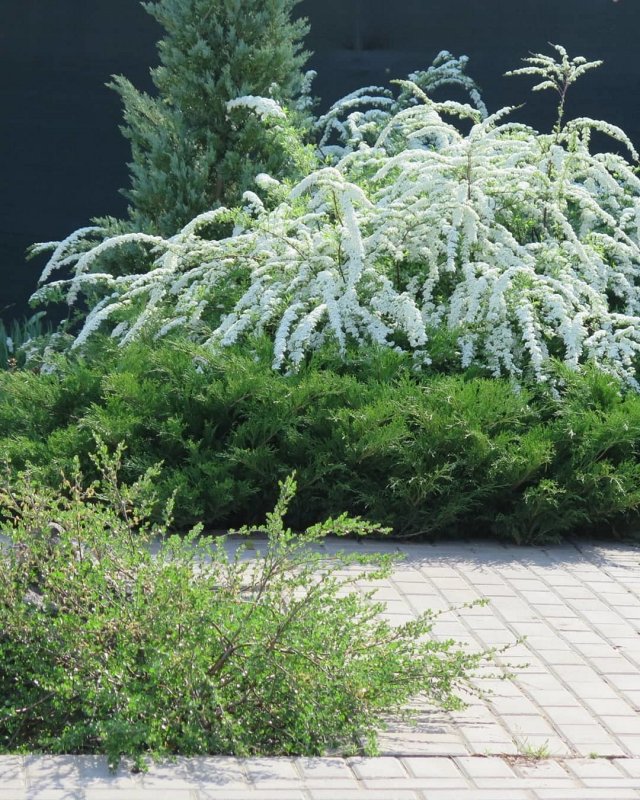 Спирея серая Grefsheim