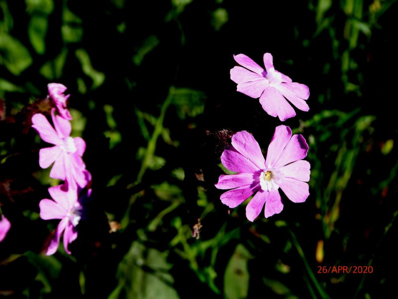 Смолевка Альпийская Альба(Silene Alpestre Alba).