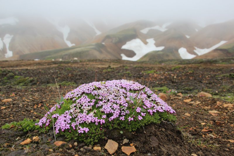 Silene acaulis SSP excapa