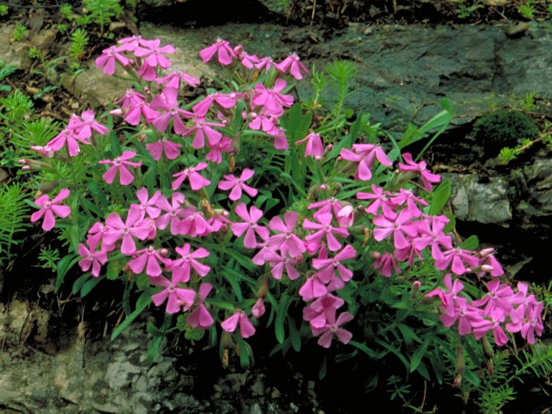 Гибралтарская Смолевка (Silene tomentosa)