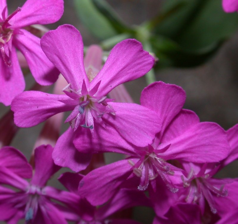 Смолевка Альпийская Альба Silene