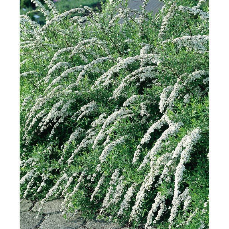Спирея серая (Spiraea cinerea `Grefsheim`)