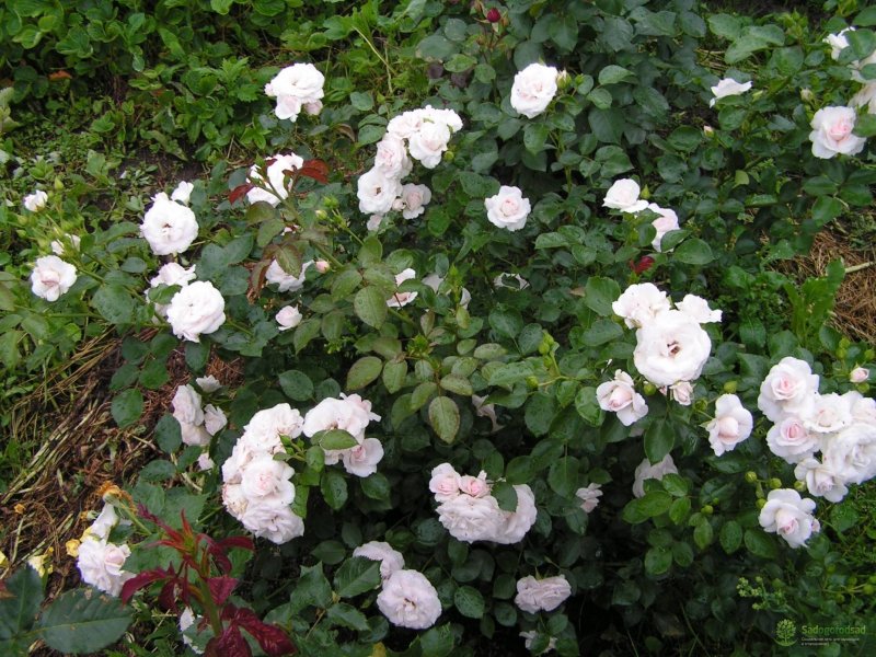 Роза флорибунда Aspirin Rose (аспирин Роуз)