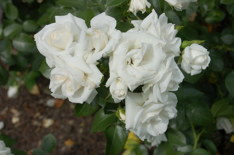 Роза аспирин Роуз (Aspirin Rose)