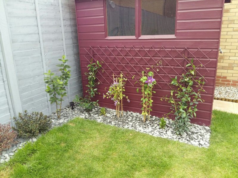 Clematis vitalba изгородь