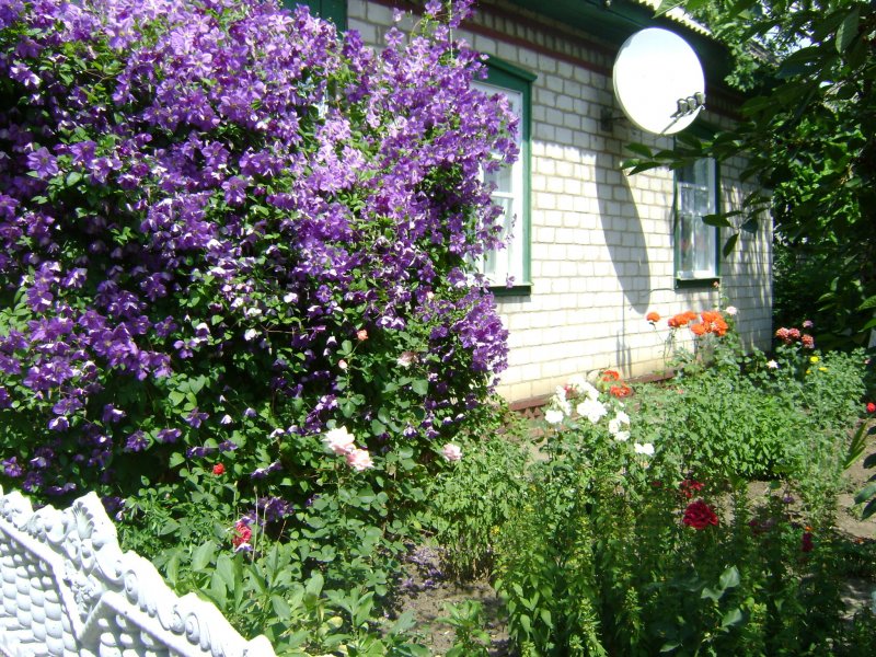 Клематис Лиана