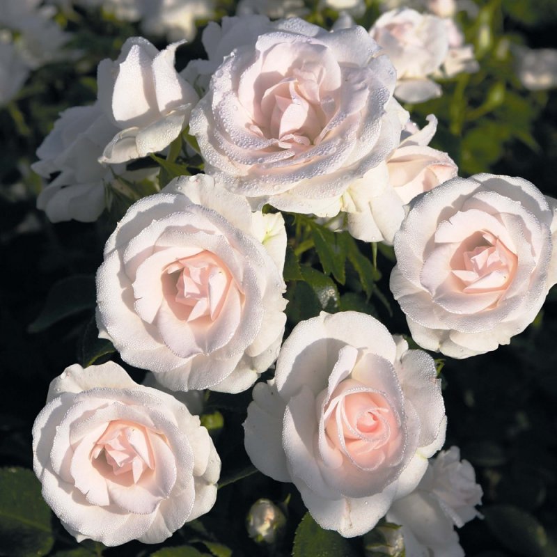 Роза флорибунда Aspirin Rose (аспирин Роуз)