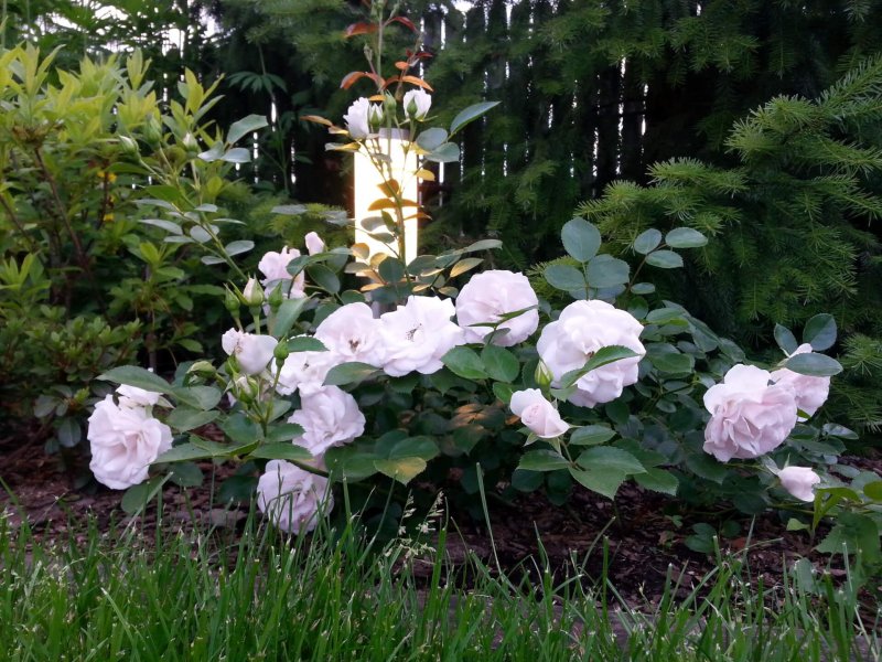Роза Aspirin-Rose