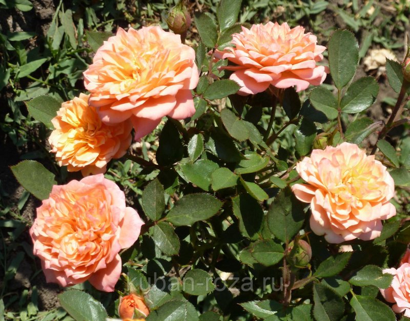 Роза «Свани» (Swany)