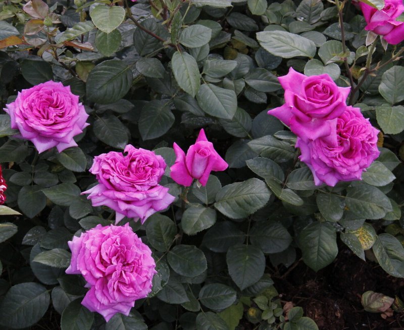 Роза флорибунда bordure Rose