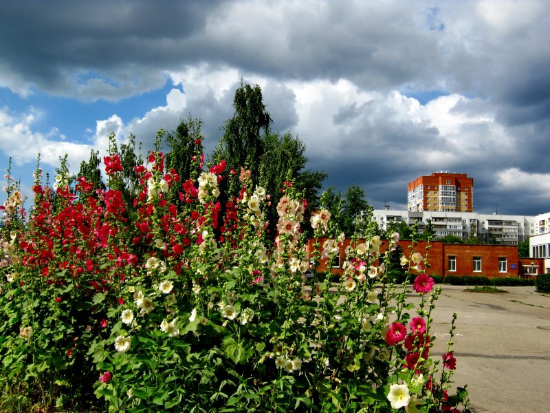 Мальва в городе