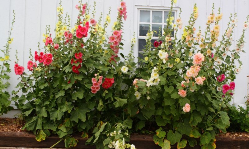 Alcea rosea l.