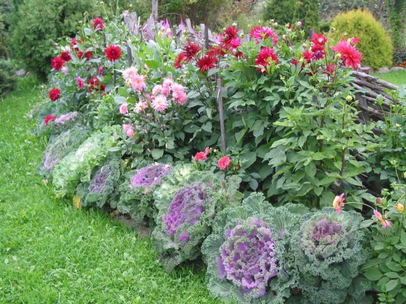 Hollyhock Мальва