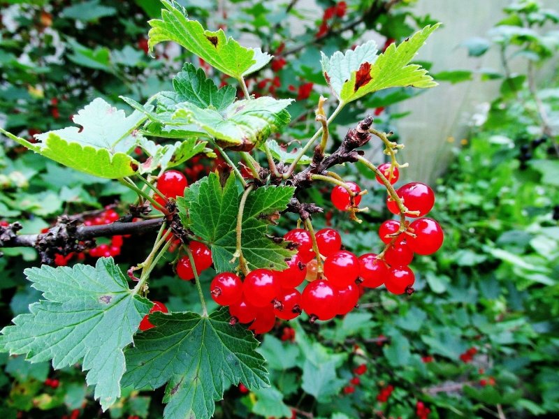Смородина маньчжурская