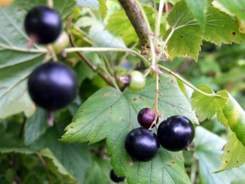 Смородина красная - ribes rubrum