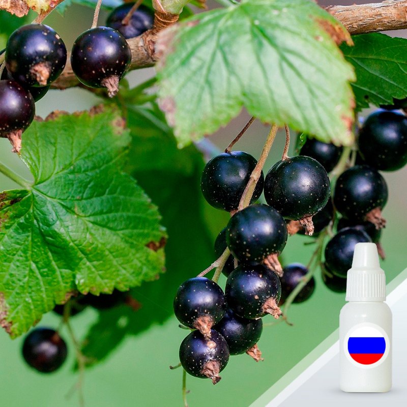 Кисленькие ягодки смородины