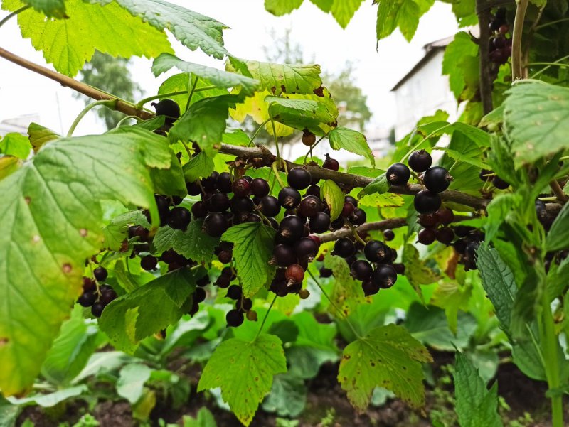 Каменушка смородина