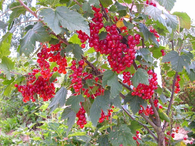Сладель вишня смородина