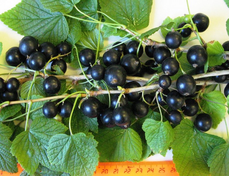 Смородина чёрная листья