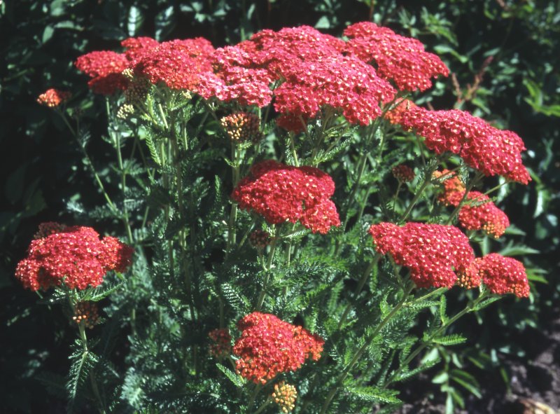 Тысячелистник Cerise Queen