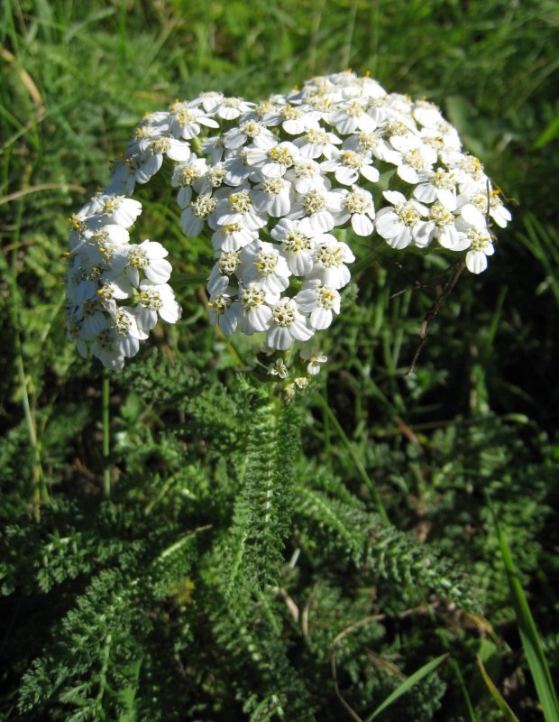 Yarrow Allan