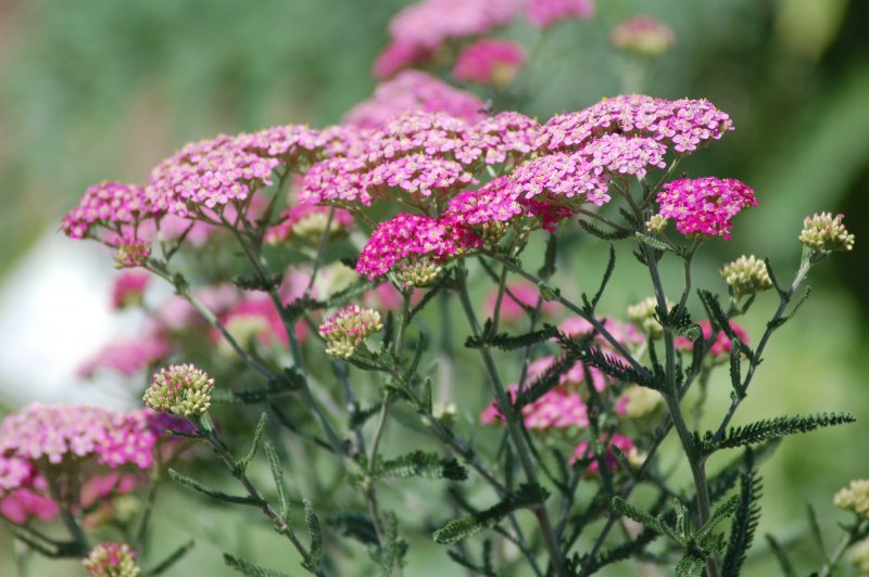 Тысячелистник Cerise Queen