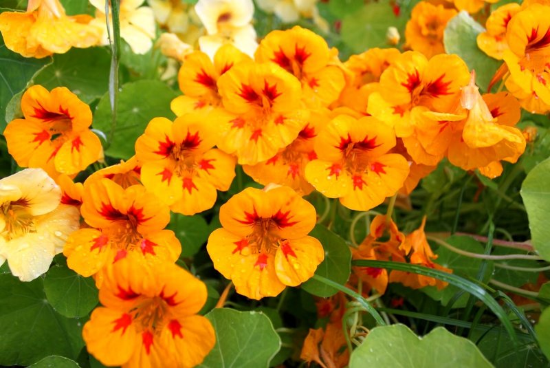 Настурция трехцветная (Tropaeolum Tricolor)