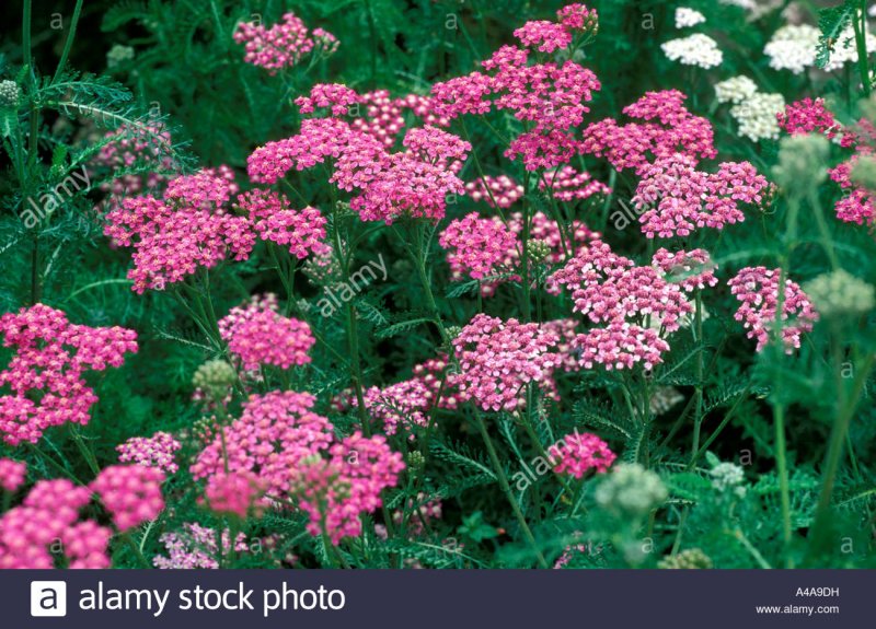 Тысячелистник Cerise Queen