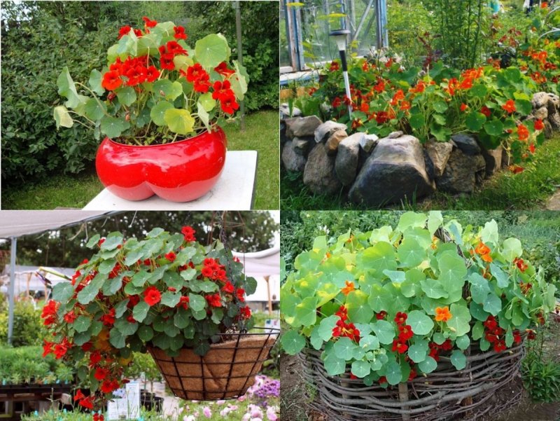 Настурция кустовая