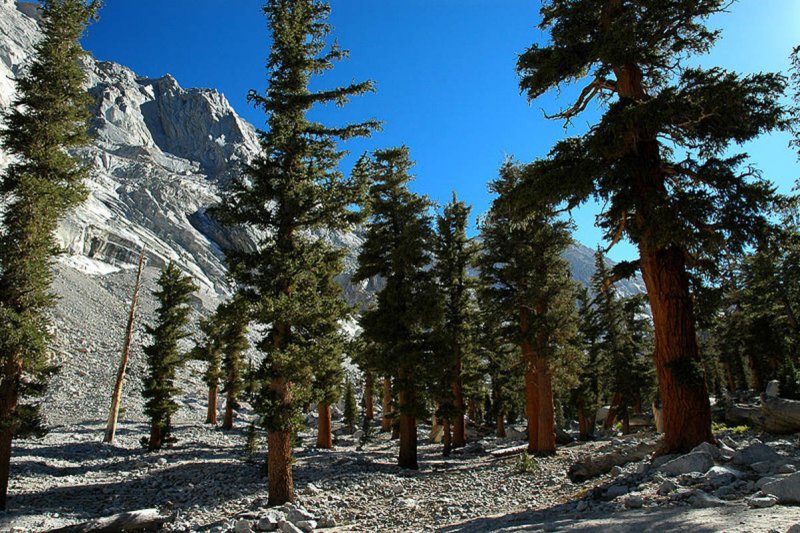 Сосна Бальфура (68 фото)