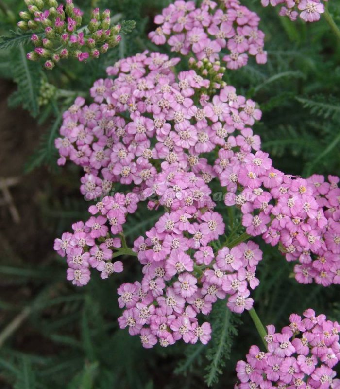 Achillea Lilac Beauty