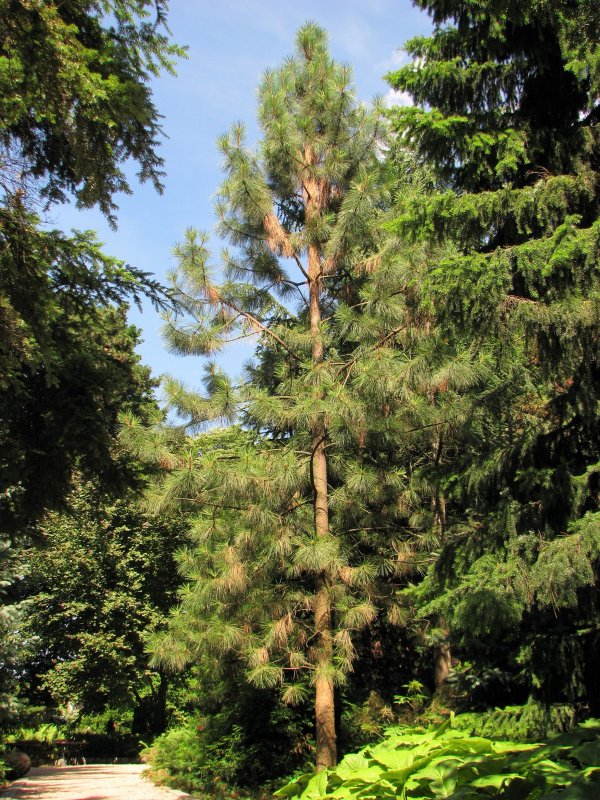 Сосна остистая Pinus aristata