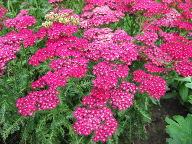 Тысячелистник Cerise Queen