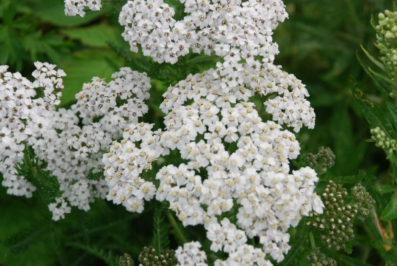Тысячелистник Achillea Terracotta