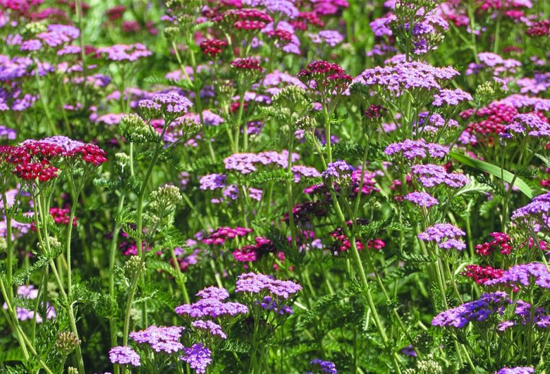 Achillea Salmon Beauty