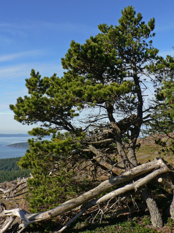 Pinus mugo subsp. Rotundata