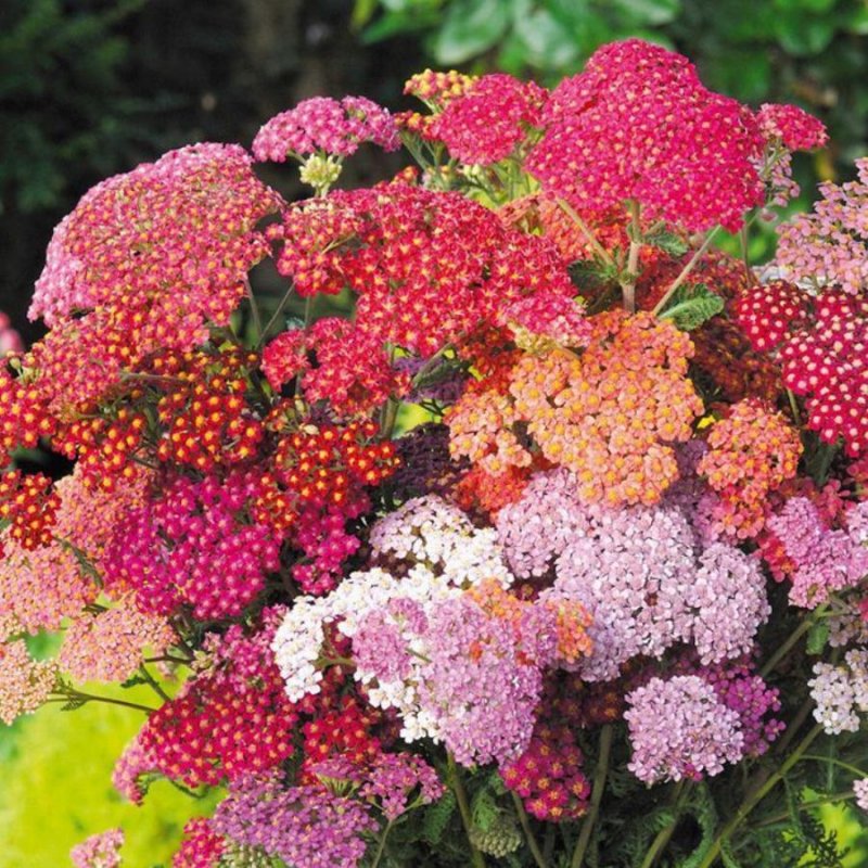Ахиллея (тысячелистник) millefolium