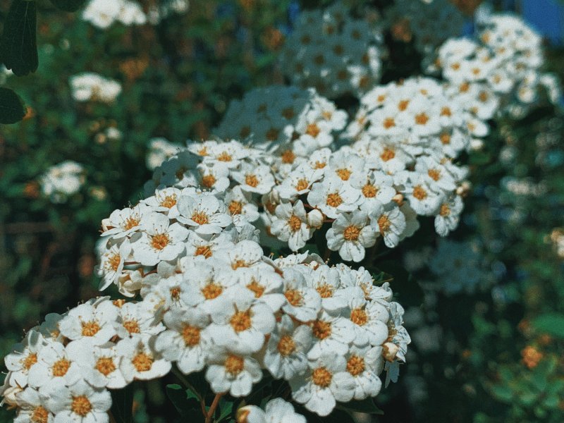 Achillea millefolium диаграмма