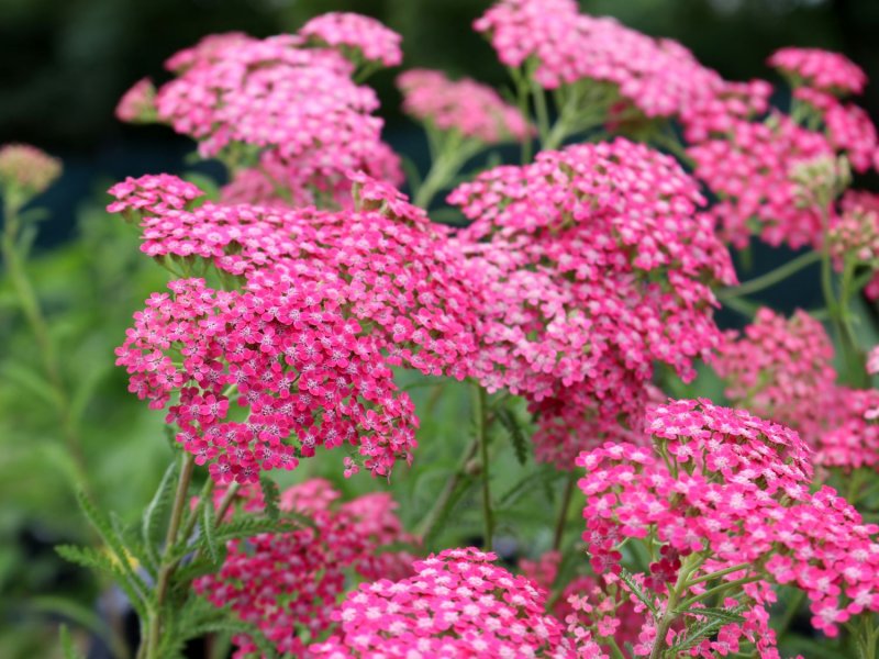 Тысячелистник Cerise Queen