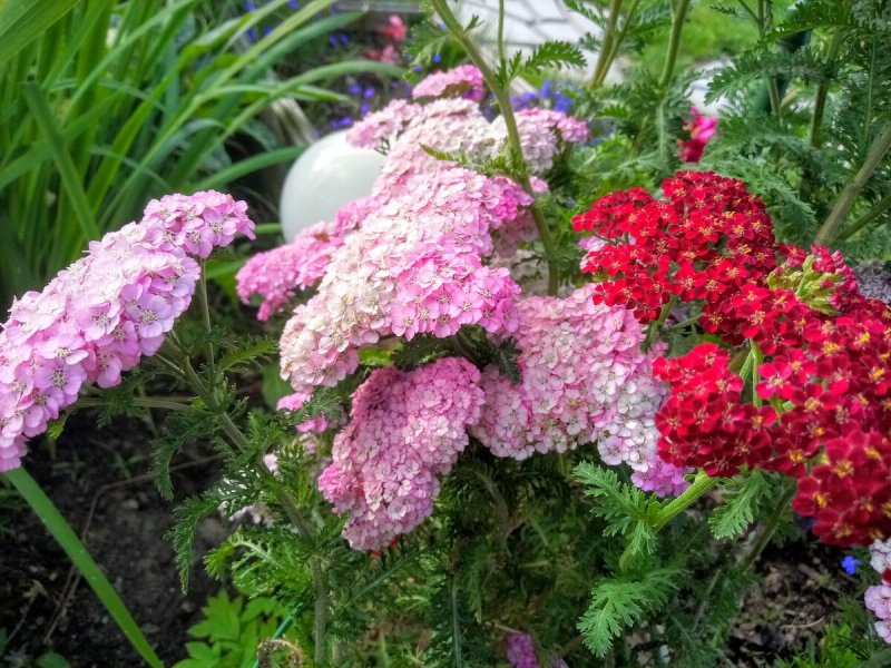 Achillea Amor