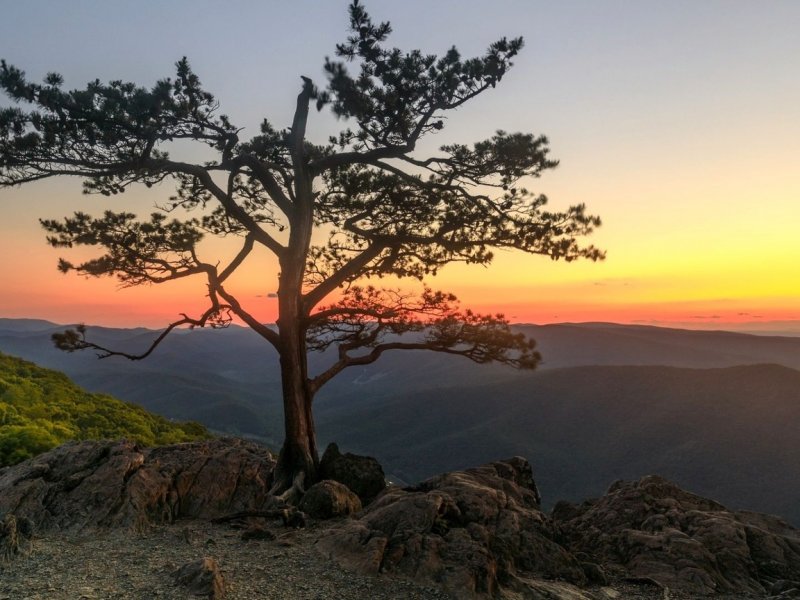 Pinus peuce Fulda