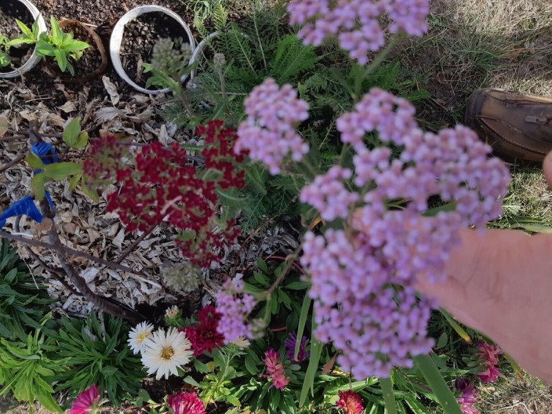 Тысячелистник Achillea kellereri